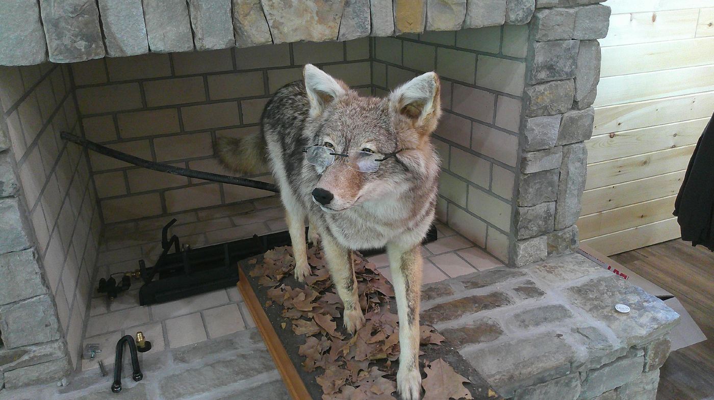 Famous coyote mascot with reading glasses by the fireplace